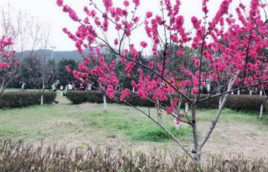 踏青好時節(jié)，盛世互聯(lián)與您相約九真山！
